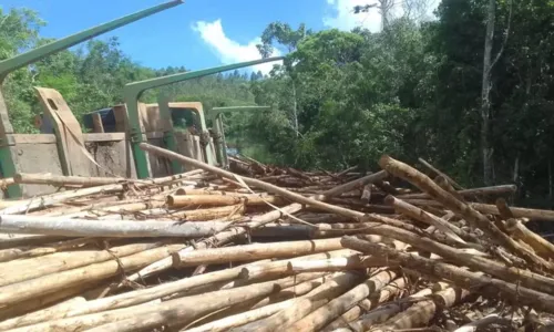 
				
					Ciclista morre após ser atingido por toras de madeira em via da Bahia
				
				