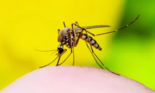 
				
					Dengue: 54 cidades da Bahia podem ampliar a faixa etária da vacinação
				
				