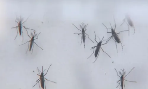 
				
					Dengue na Bahia: Sesab confirma 23ª morte por dengue no estado
				
				