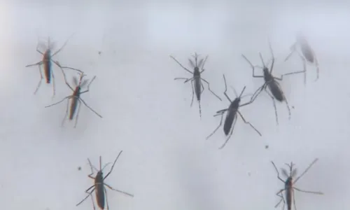  				 					Dengue na Bahia: Sesab confirma 23ª morte por dengue no estado 				 				