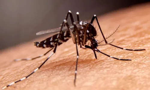
				
					Dengue na Bahia: sobe para 14 o número de mortes
				
				
