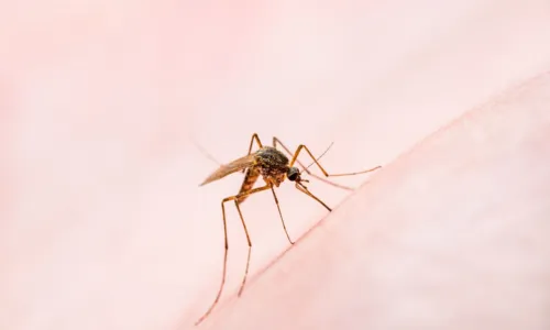 				 					Dengue na Bahia: sobe para 47 o número de mortos pela doença 				 				