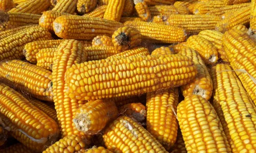  				 					Dia internacional do Milho: aprenda receitas especiais com o grão 				 				