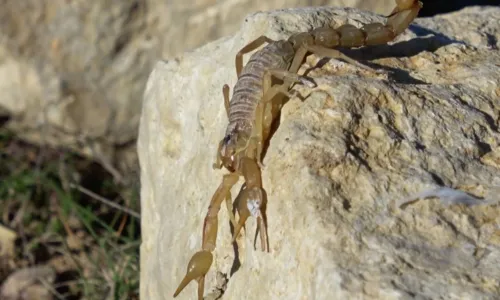 
				
					Escorpião produz líquido mais valioso do planeta
				
				