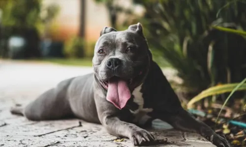 
				
					Especialistas explicam comportamento de pitbull que atacou cão na BA
				
				