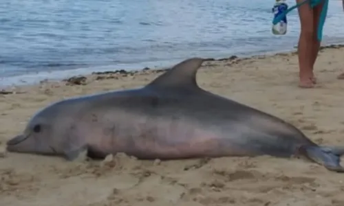 
				
					Golfinho é encontrado morto na praia de Tubarão em Salvador
				
				