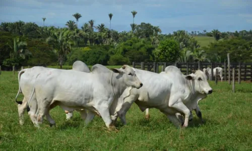  				 					Homem é preso por furto de gado na Bahia; prejuízo somava R$ 17 mil 				 				