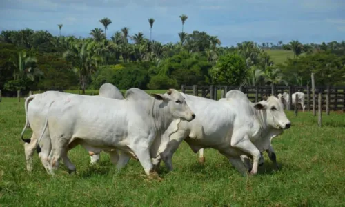 
				
					Homem é preso por furto de gado na Bahia; prejuízo somava R$ 17 mil
				
				