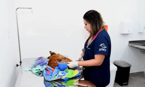 
				
					Hospital Público Veterinário atende mais de 160 animais no 1º dia
				
				