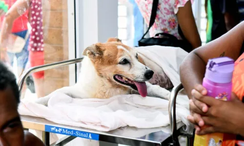 
				
					Hospital Público Veterinário atende mais de 160 animais no 1º dia
				
				