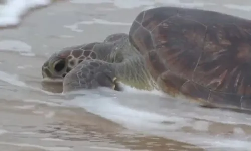
				
					Ninhos de tartarugas na Bahia são monitorados após roubos de ovos
				
				