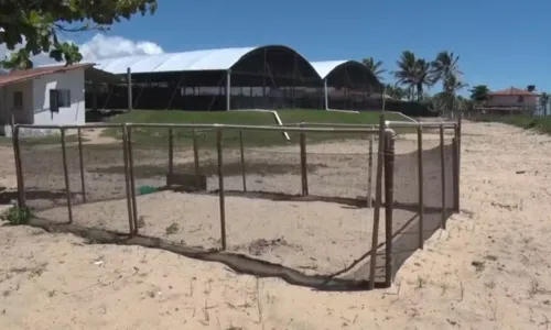 
				
					Ninhos de tartarugas na Bahia são monitorados após roubos de ovos
				
				