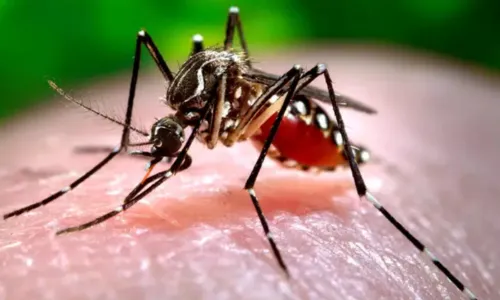  				 					Número de mortes por dengue na Bahia cresce para 18 				 				
