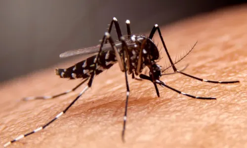 

					Número de mortes por dengue na Bahia sobe para 16

				