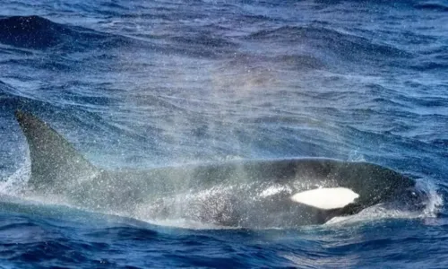 
				
					Nuvem de diarreia: a defesa surpreendente de baleias contra orcas
				
				