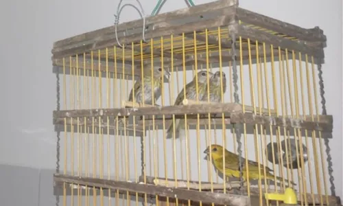 
				
					PRF flagra transporte ilegal de aves silvestres na Bahia
				
				