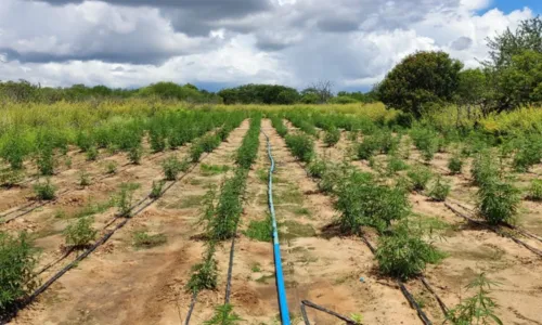 
				
					Plantação de maconha com 70 mil pés é encontrada na Bahia
				
				