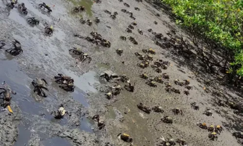 
				
					Quase 13 mil caranguejos são resgatados de criatórios ilegais na Bahia
				
				