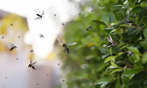  				 					Região sudoeste registra maioria de casos de dengue na Bahia 				 				