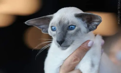 
				
					Salvador recebe 133 gatos para concurso de beleza felina
				
				
