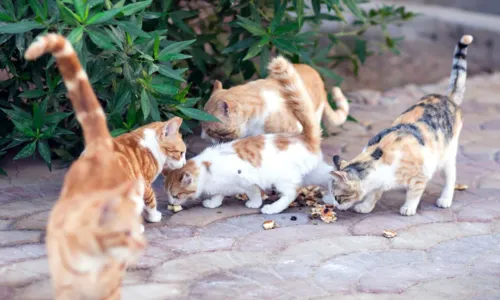 
				
					Secis não tem data definida para retirar gatos de ‘colônia’ em Piatã
				
				