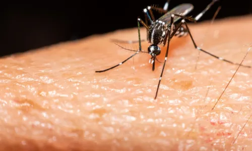  				 					Sobe para 52 o número de mortos pela dengue na Bahia 				 				