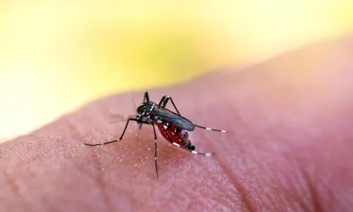 
				
					Sobe para 52 o número de mortos pela dengue na Bahia
				
				