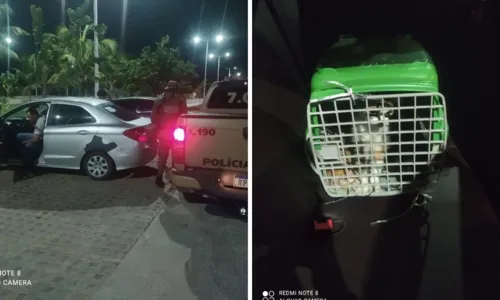  				 					Três pessoas são detidas em flagrante por abandono de gatos em Piatã 				 				