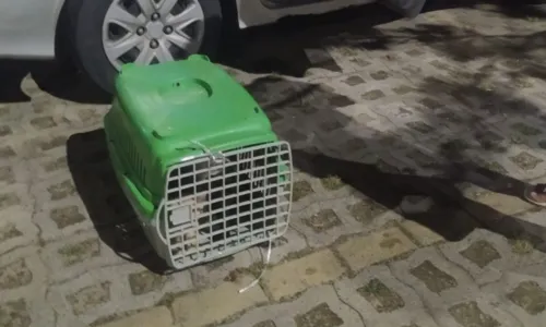  				 					Três pessoas são detidas em flagrante por abandono de gatos em Piatã 				 				
