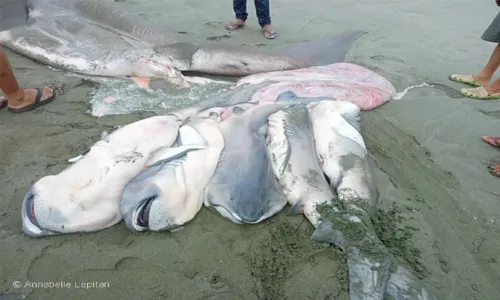 
				
					Tubarão fêmea rara de 5,6 metros é achada morta com 7 filhotes
				
				