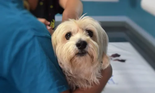 

					Vacina V10 é oferecida de graça para cães em Salvador nesta quinta (2)

				