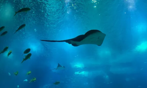 
				
					Vida marinha! Conheça os 12 principais aquários e oceanários do mundo
				
				
