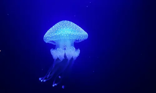 
				
					Vida marinha! Conheça os 12 principais aquários e oceanários do mundo
				
				