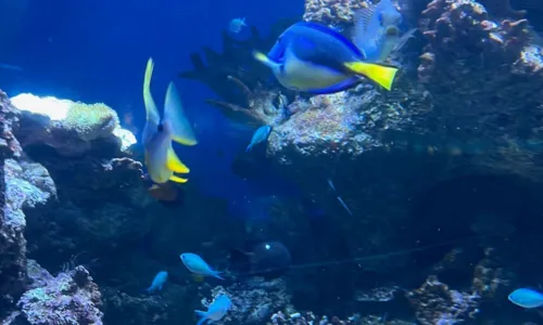
				
					Vida marinha! Conheça os 12 principais aquários e oceanários do mundo
				
				