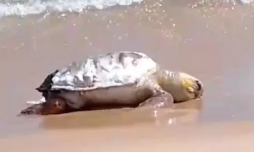 
				
					Vídeo: tartaruga é encontrada morta na praia de Boa Viagem
				
				