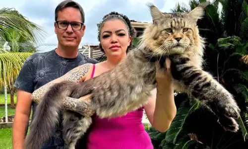 
				
					Xartrux: gato brasileiro impressiona pelo tamanho e pode bater recorde
				
				