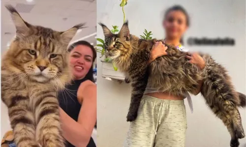 
				
					Xartrux: gato brasileiro impressiona pelo tamanho e pode bater recorde
				
				