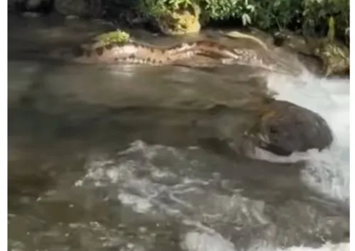 
				
					'A bicha é grande'! Sucuri gigante surpreende banhistas em cachoeira
				
				