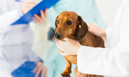 
				
					Ação gratuita oferece cardiologia, nutrição e vacinas pet em Piatã
				
				