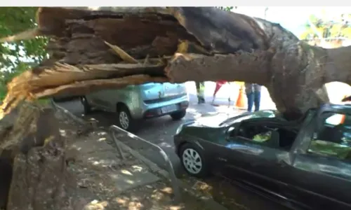 
				
					Árvore cai, interdita rua e destrói carro no Jardim Apipema
				
				