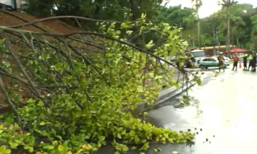 
				
					Árvore cai na Avenida Centenário e parte da via é interditada
				
				