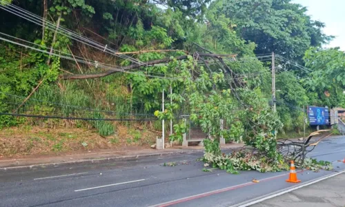 
				
					Árvore cai na Avenida Garibaldi e via fica congestionada
				
				