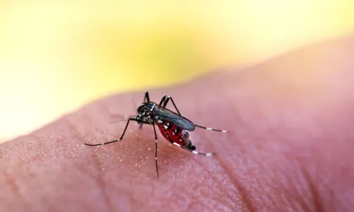 
				
					Criança de 4 anos morre com dengue em Feira de Santana
				
				