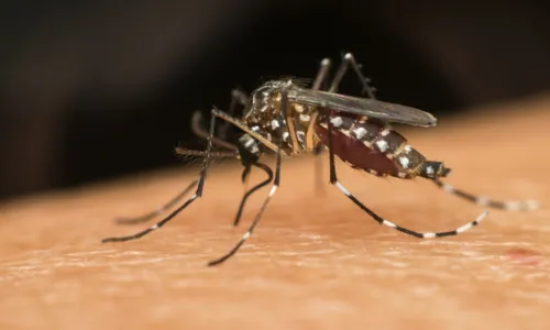 
				
					Bahia registra duas mortes por chikungunya em 2024
				
				