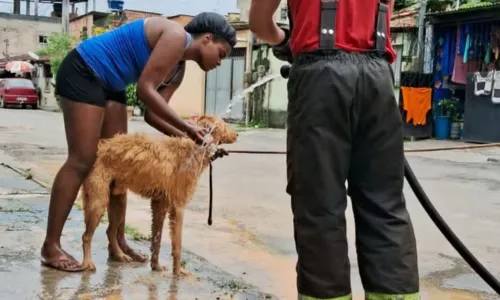 
				
					Cachorro é resgatado de buraco em Salvador após ficar dois dias preso
				
				