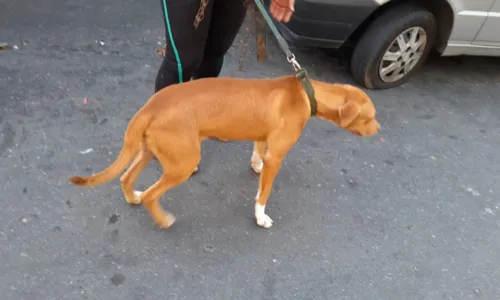 
				
					Cachorros são resgatados dentro de carro em Salvador
				
				