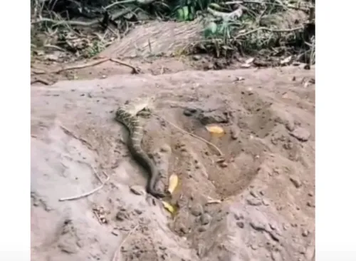 
				
					Cascavel gigantesca camuflada quase infarta pescador
				
				