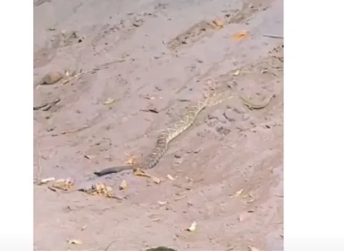 
				
					Cascavel gigantesca camuflada quase infarta pescador
				
				