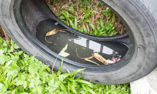 
				
					Casos de 'Febre Oropouche' passam de 300 na Bahia
				
				