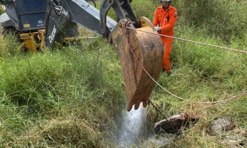 
				
					Cavalo cai em fossa e é resgatado com retroescavadeira na Bahia
				
				